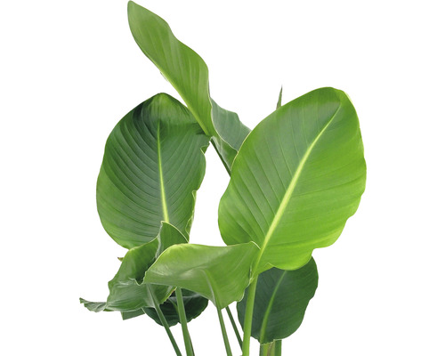 Strelitzia krukväxt med gröna blad