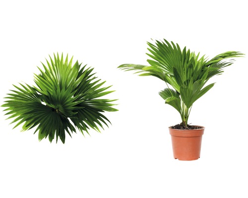 Hampapalm i kruka och ovanifrån av bladen