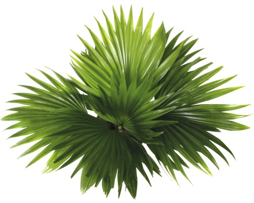 Solfjäderspalm med gröna blad