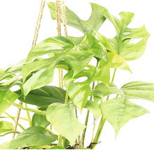 Kokodamaampel FLORASELF Monstera höjd inkl. kruka ca 35cm krukstorlek Ø17cm