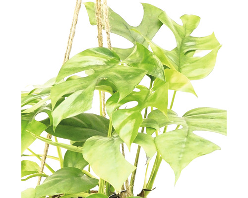 Hängande växt med gulgröna blad och repupphängning