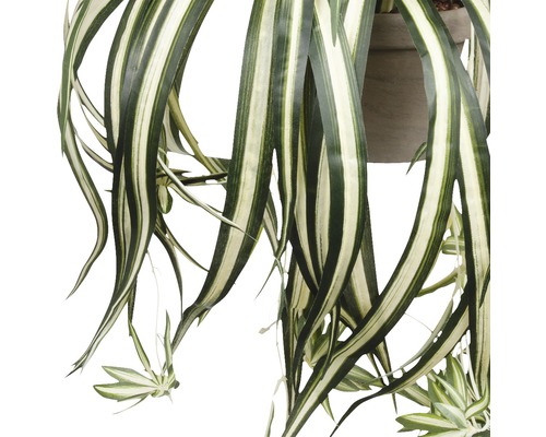 Närbild av en konstgjord ampellilja med randiga blad i en kruka