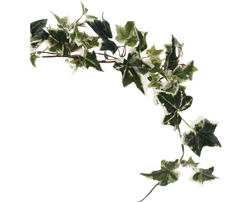 Murgrönsgirlang med gröna och ljusa blad