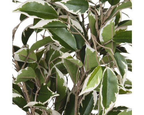 Detaljbild av en konstgjord krukväxt med blad