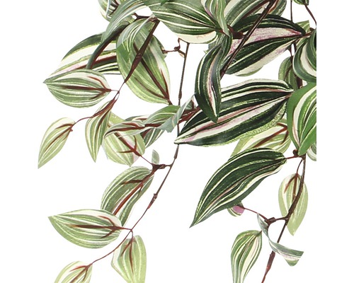 Inomhusväxt med randiga blad