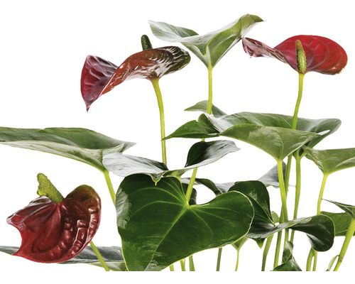 Anthurium krukväxt med gröna blad och röda blommor