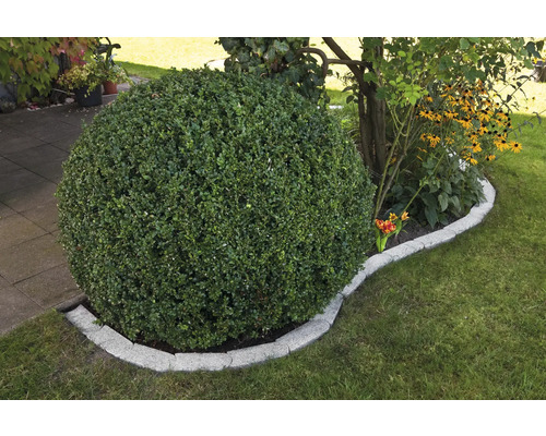 Klotformat träd i trädgård med gräsmatta och stenplattor