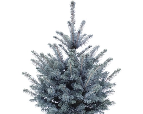 Övre delen av en blågran