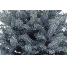 Närbild av en blågran med barr