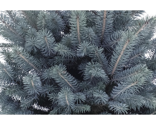 Närbild av en blågran med barr