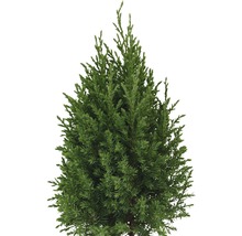 Cypress som en städsegrön barrträd