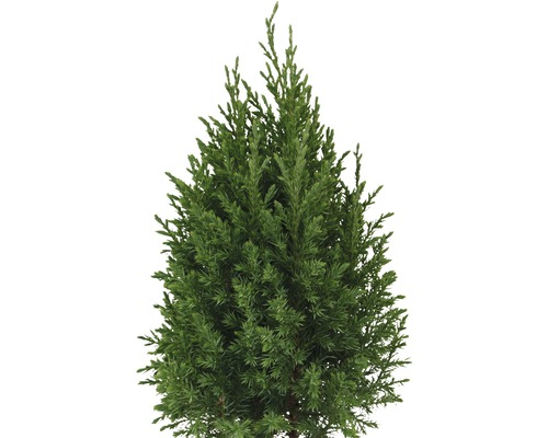 Cypress som en städsegrön barrträd
