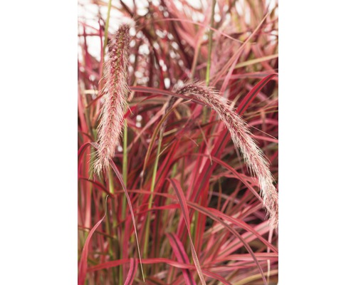 Prydnadsgräs med röda blad och blomställningar