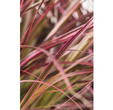 Närbild av prydnadsgräs med långa, smala blad