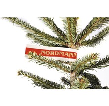 Närbild av en Nordmannsgran med etikett