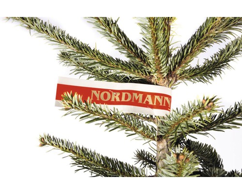 Närbild av en Nordmannsgran med etikett