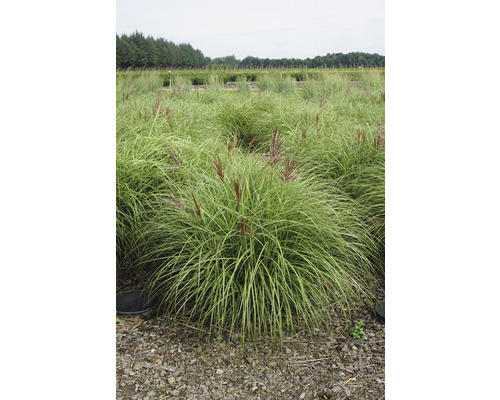 Trädgårdsglansmiskantus FLORASELF Miscanthus sinensis Red Chief 20-80cm Co 3L Fält med högt prydnadsgräs med blomställningar