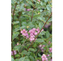 Närbild av en snöbärsbuske med gröna blad och rosa bär.