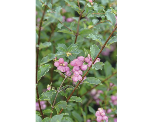 Närbild av en snöbärsbuske med gröna blad och rosa bär.