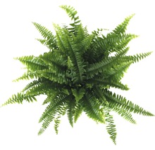 Spjutbräken FLORASELF Nephrolepis exaltata Green Lady 30-40cm Ø12cm