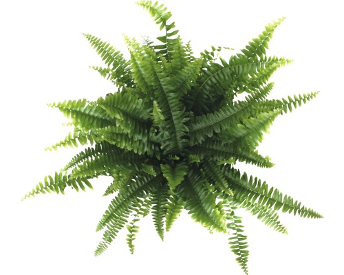Ovanifrån krukväxt ormbunke med gröna blad