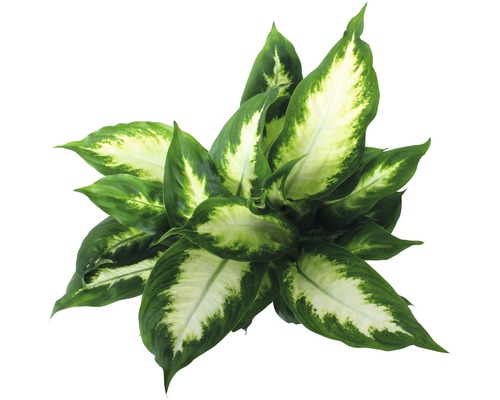 Dieffenbachia krukväxt med stora blad