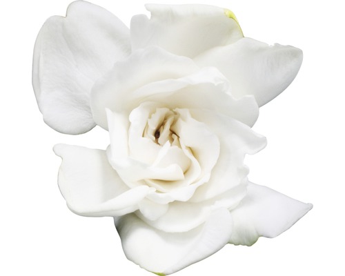 Enkel vit gardeniablomma