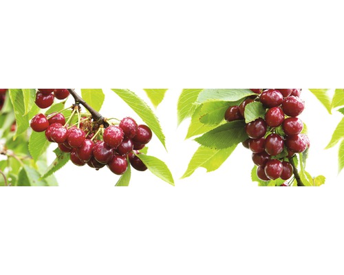 Dvärgsötkörsbär FLORASELF Bio Prunus avium 'Nadino' stamhöjd 40cm totalhöjd 60-80cm Co 7,5L