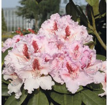 Närbild av en rhododendronblomma