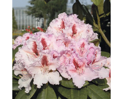 Storblommig rhododendron FLORASELF Rhododendron Hybride 60-70cm Co 15L tillfälligt sortiment