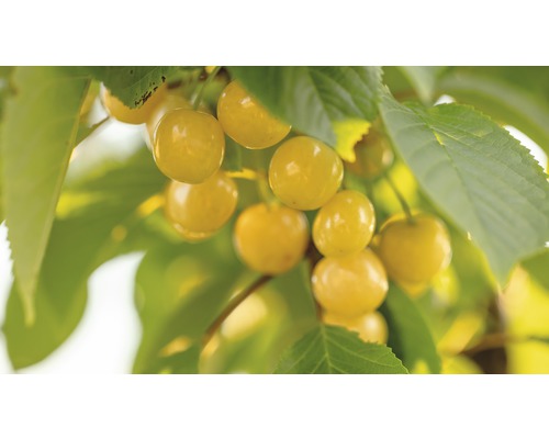 Ekologiska gula sötkörsbär FLORASELF Bio Prunus avium 'Dönissens Gelbe Knorpelkirsche' 120-150cm Co 7,5L