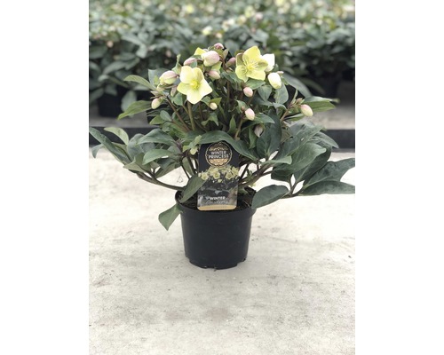 Julros krukväxt med gula blommor och gröna blad