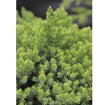 Närbild av en dvärgcypress