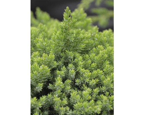 Närbild av en dvärgcypress
