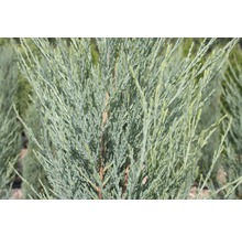 Närbild av en blåaktig cypress.