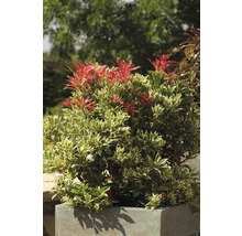 Japansk buskrosling FLORASELF Pieris japonica Carnaval 40-50cm co 6L
