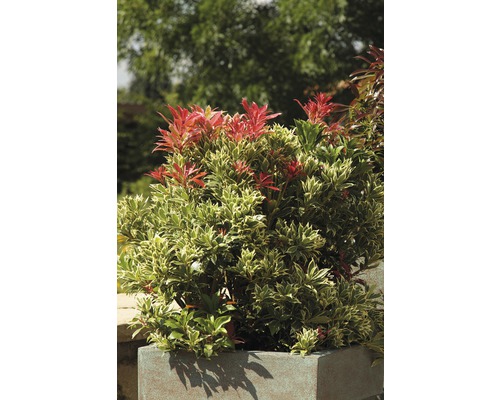 Japansk buskrosling FLORASELF Pieris japonica Carnaval 40-50cm co 6L