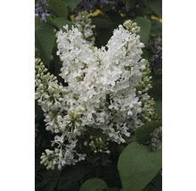 Närbild av en vit syrenblomma