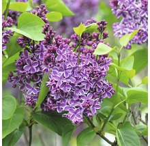 Närbild av en lila syrenblomma med gröna blad.