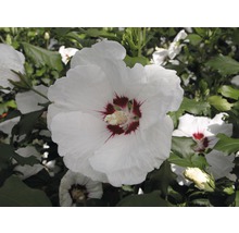 Närbild av en vit hibiskusblomma med rött centrum.