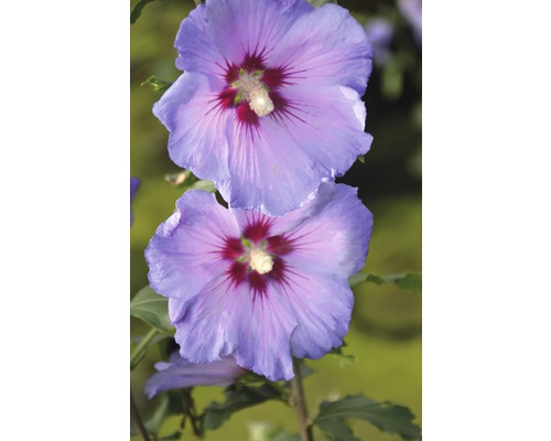 Frilandshibiskus FLORASELF Hibiscus syriacus Chiffon halvstamm 50-60cm Co 4L Närbild av två blå hibiskusblommor