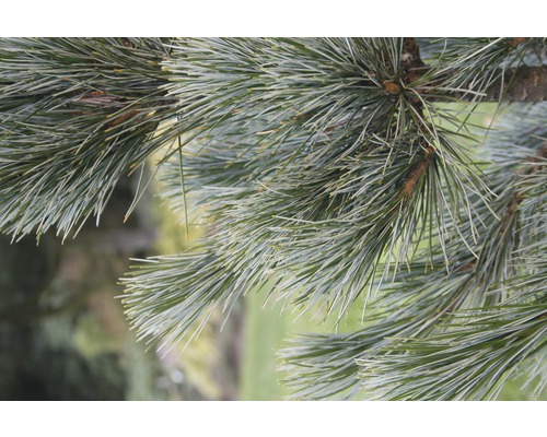 Cembratall BOTANICO Pinus cembra 'Glauca' 50-60cm Co 10L
