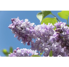 Syren FLORASELF Syringa vulgaris 'Beauty of Moscow' 60-80cm Co 10L