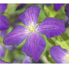 Närbild av en lila klematisblomma