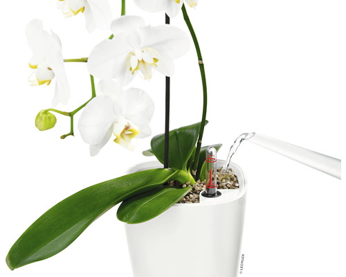 Orkidé i vit blomkruka med bevattningssystem vattnas