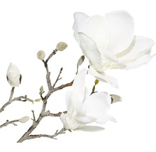 Dekorativ magnoliagren med blommor och knoppar