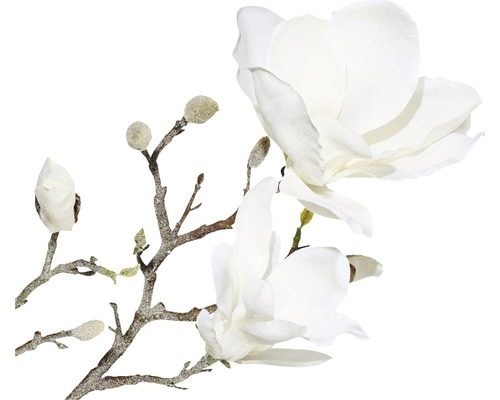 Dekorativ magnoliagren med blommor och knoppar