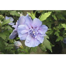 Närbild av en hibiskusblomma med gröna blad