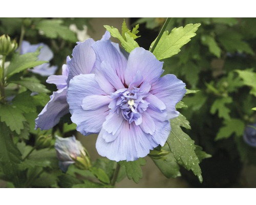 Frilandshibiskus stammad FLORASELF Hibiscus syriacus 'Blue Chiffon' stamhöjd 50cm Co 3L halvfyllda blommor