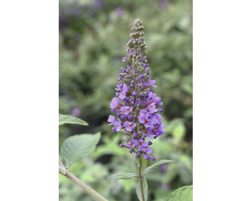 Syrenbuddleja FLORASELF Buddleja davidii POQUITO® Lavender Cupcake® ca 40cm co 4,5L Blomställning av en Buddleja davidii-växt
